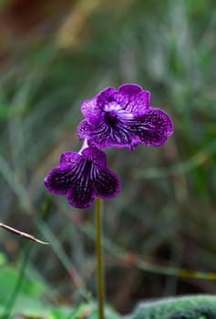 Streptocarpus (Cape primrose) with lush green leaves and vibrant flowers. A stunning variety of the Gesneriaceae family, perfect for collectors