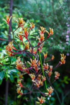 Macro detail of Anigozanthos flavidus kangaroo paw with orange green red patterns. Singapore tropical garden plant.