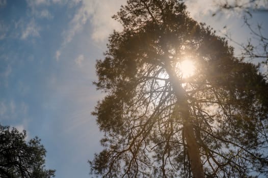 Bright sunlight breaks through the trees. View from below on a pine tree with a thick trunk. Tree branches against the background of the sky with clouds. Sunbeams pierce through dense canopy of trees