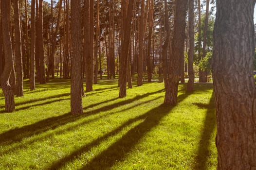 City park with green lawn and pine trees on a clear day in spring or summer. The sun's rays illuminate the grass with warm light, the trees cast long shadows. You can see the walking path and benches