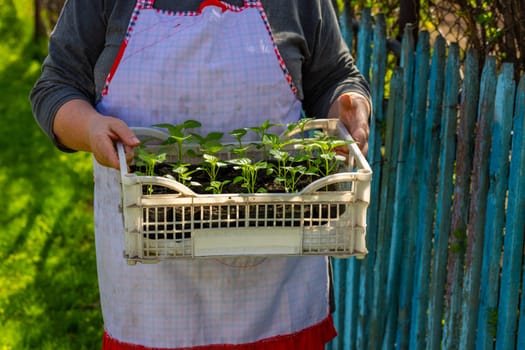 Older woman stands in serene garden holding a plastic crate filled with sweet pepper seedlings. Calm atmosphere enhanced by wooden fence in the background during daytime.