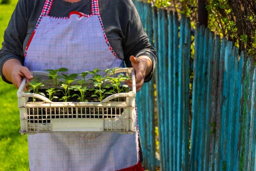 Senior woman carries plastic crate filled with sweet pepper seedlings in peaceful rural garden. Serene atmosphere, wooden fence in background, bright daylight enhances the scene.