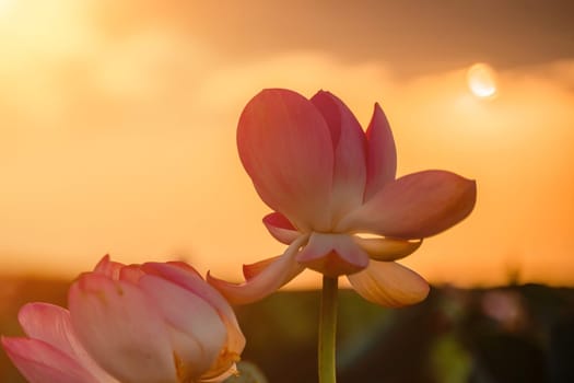 Sunrise in the field of lotuses, Pink lotus Nelumbo nucifera sways in the wind. Against the background of their green leaves. Lotus field on the lake in natural environment