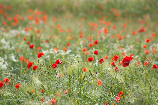 wild poppy flowers on the field - soft focus