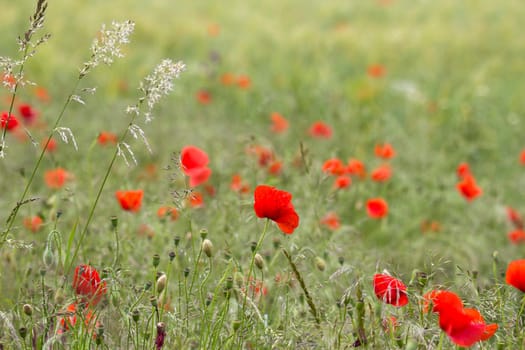 wild poppy flowers on the field - soft focus