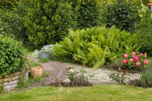 rustic garden -  fern, flowers and herbs