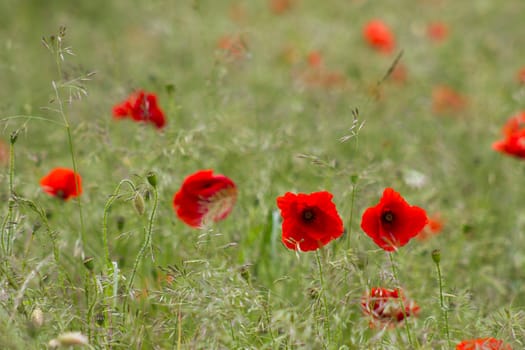 wild poppy flowers on the field - soft focus