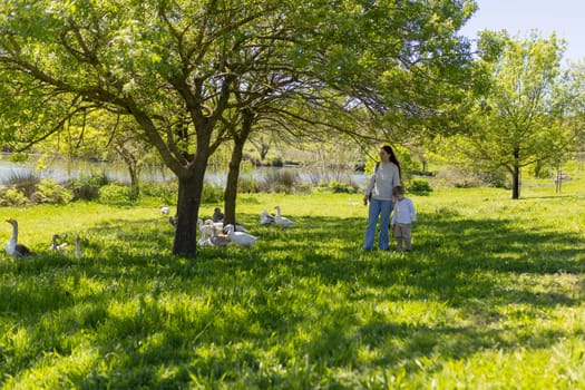 Mother and child enjoying a walk in a park with geese, near a lake, on a sunny spring day