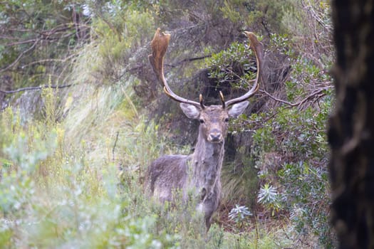 Wild fallow deer with large antlers is standing on the ground in the woods