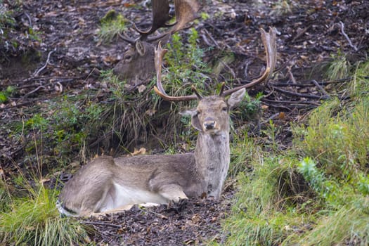 Wild fallow deer with large antlers resting on the ground in the woods