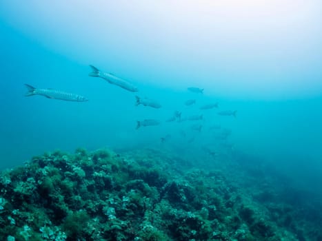 school of barracuda fish swimming through the sea, concept of marine wildlife