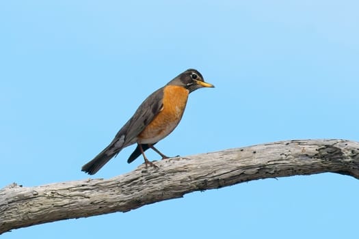 An American Robin is perched on a bare branch against a clear blue sky in western Washington.