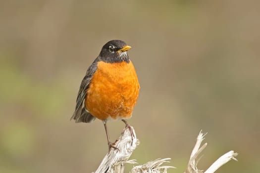 An American robin is perched on a branch near La Push, Washington.