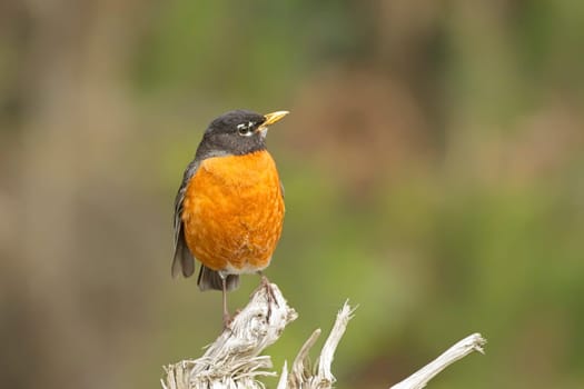 An American robin is perched on a branch near La Push, Washington.