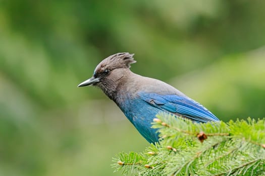 A pretty stellar's jay is perched in a pine bough in the Sol Duc Park in western Washington.