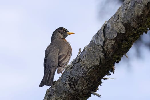 An American robin is perched on a branch near La Push, Washington.