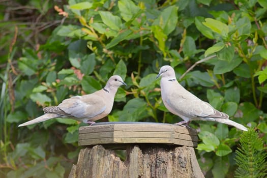 Two mourning doves are perched on a backyard bird feeder in Neah Bay, Washington.