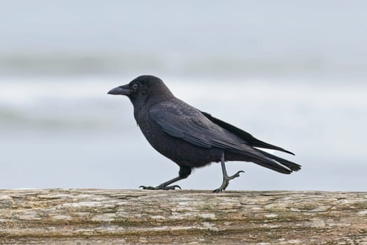 Blackbird walks on a log in La Push, Washington.
