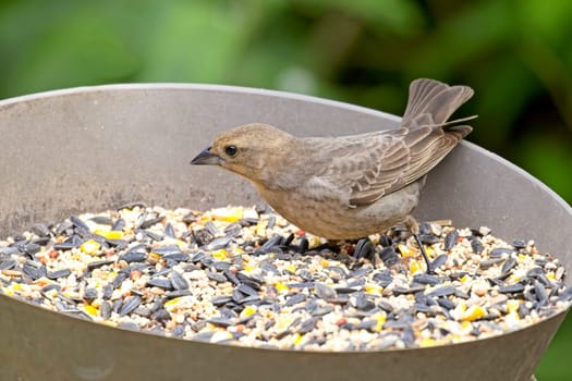 A female cowbird is eating from a backyard bird feeder in Neah Bay, Washington.