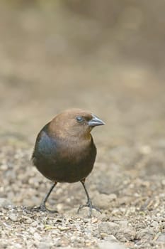A close up of a male cowbird standing on the ground in Neah Bay, Washington.