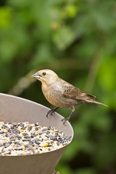 A female cowbird is eating from a backyard bird feeder in Neah Bay, Washington.