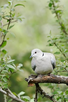 A mourning dove is perched on a small tree branch in Neah Bay, Washington.
