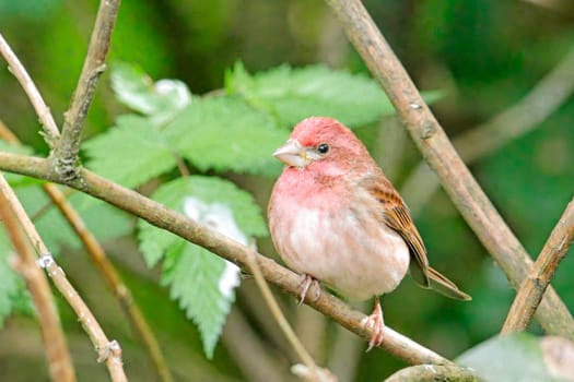 A small purple finch is perched on a small branch in Neah Bay, Washington.