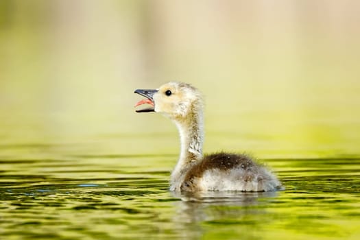 A small gosling in a pond has its beak open and its tongue out in Coeur d'Alene, Idaho.