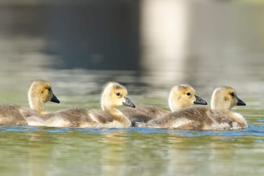 Several small goslings swim together in a pond in Coeur d'Alene, Idaho.