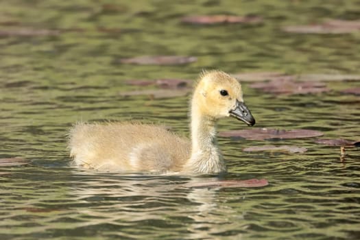 A small gosling is swimming in a pond searching for food in Coeur d'Alene, Idaho.