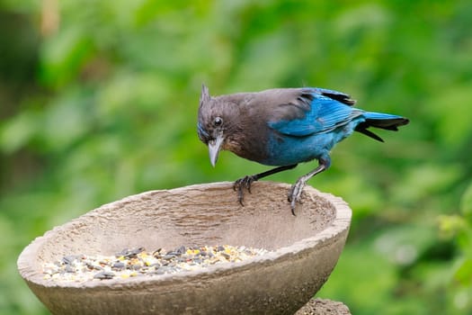 A pretty Stellar's Jay is perched at the feeder in Neah Bay, Washington.