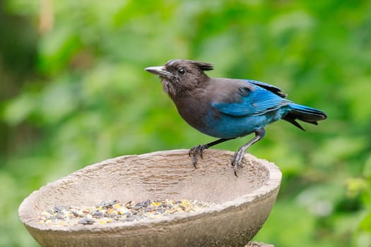 A pretty Stellar's Jay is perched at the feeder in Neah Bay, Washington.