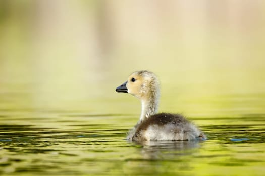A small gosling is swimming in a pond searching for food in Coeur d'Alene, Idaho.