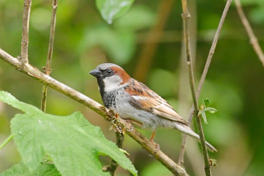 A pretty male house sparrow is perched on a small branch in Neah Bay, Washington.