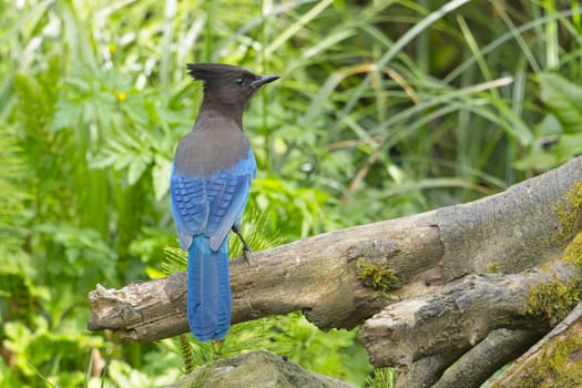 A pretty vibrant blue Stellar's Jay is perched on a tree root in Neah Bay, Washington.