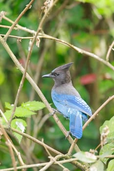 A pretty vibrant blue Stellar's Jay is perched on a small branch in Neah Bay, Washington.