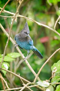 A pretty vibrant blue Stellar's Jay is perched on a small branch in Neah Bay, Washington.
