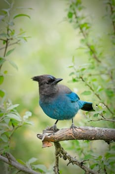 A pretty vibrant blue Stellar's Jay is perched on a small branch in Neah Bay, Washington.