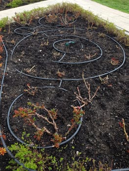 Rose garden in early spring - cut rose bushes and a watering hoses