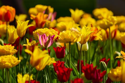 An idyllic garden scene showcasing bright yellow tulips illuminated by warm sunlight in St.Petersburg, Russia, conveying vibrancy, freshness, and natural beauty in a serene outdoor setting. High quality photo