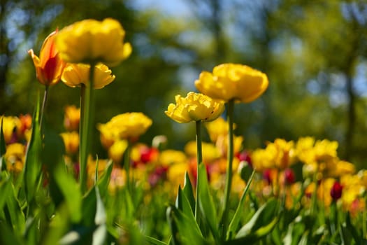 An idyllic garden scene showcasing bright yellow tulips illuminated by warm sunlight in St.Petersburg, Russia, conveying vibrancy, freshness, and natural beauty in a serene outdoor setting. High quality photo