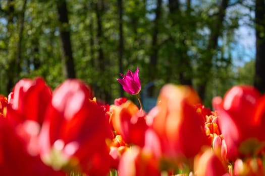 An idyllic garden scene showcasing bright red tulips illuminated by warm sunlight in St.Petersburg, Russia, conveying vibrancy, freshness, and natural beauty in a serene outdoor setting. High quality photo