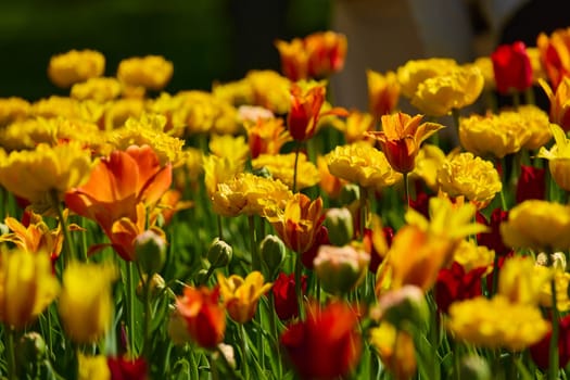 An idyllic garden scene showcasing bright yellow tulips illuminated by warm sunlight in St.Petersburg, Russia, conveying vibrancy, freshness, and natural beauty in a serene outdoor setting. High quality photo
