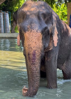 Large majestic elephant enjoys playing in the cool waters of a wildlife sanctuary, highlighting the peaceful nature of these herbivores in their natural protected environment.