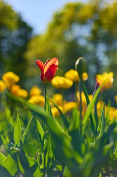 An idyllic garden scene showcasing bright yellow tulips illuminated by warm sunlight in St.Petersburg, Russia, conveying vibrancy, freshness, and natural beauty in a serene outdoor setting. High quality photo