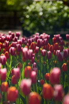 An idyllic garden scene showcasing bright red tulips illuminated by warm sunlight in St.Petersburg, Russia, conveying vibrancy, freshness, and natural beauty in a serene outdoor setting. High quality photo