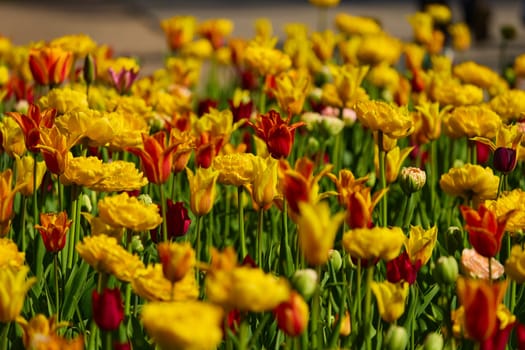 An idyllic garden scene showcasing bright yellow tulips illuminated by warm sunlight in St.Petersburg, Russia, conveying vibrancy, freshness, and natural beauty in a serene outdoor setting. High quality photo