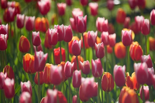 An idyllic garden scene showcasing bright red tulips illuminated by warm sunlight in St.Petersburg, Russia, conveying vibrancy, freshness, and natural beauty in a serene outdoor setting. High quality photo