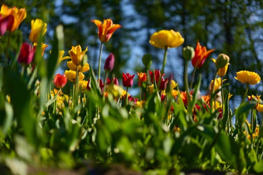 An idyllic garden scene showcasing bright yellow tulips illuminated by warm sunlight in St.Petersburg, Russia, conveying vibrancy, freshness, and natural beauty in a serene outdoor setting. High quality photo