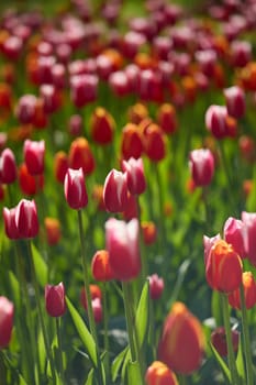 An idyllic garden scene showcasing bright red tulips illuminated by warm sunlight in St.Petersburg, Russia, conveying vibrancy, freshness, and natural beauty in a serene outdoor setting. High quality photo